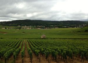 Vineyard on the Route des Grands Crus